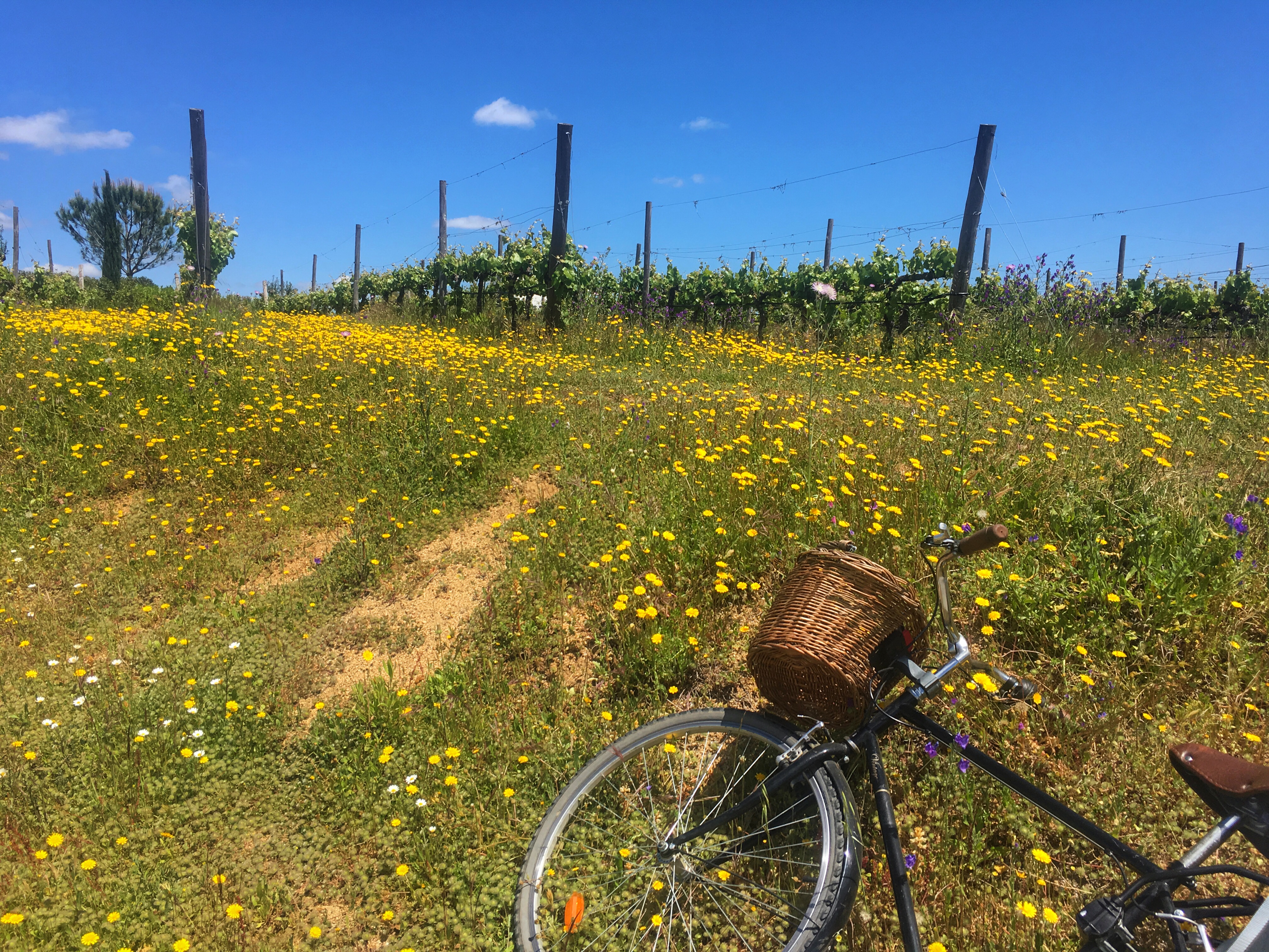 L'AND winery - Wine Paths